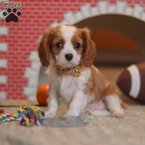 Pepper, Cavalier King Charles Spaniel Puppy